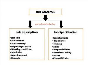 Job Analysis - What is Job Analysis? - HRM STUDY